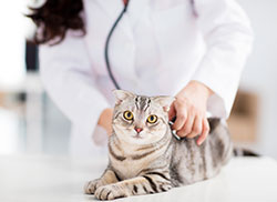 Pine Plains Veterinary Hospital - Wellness Exams